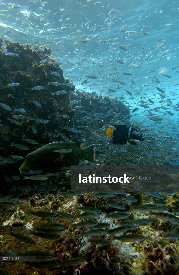 Rayas negro Salema (Xenocys jessiae) entre otras especies de peces de la bahía de Gardner, campana i