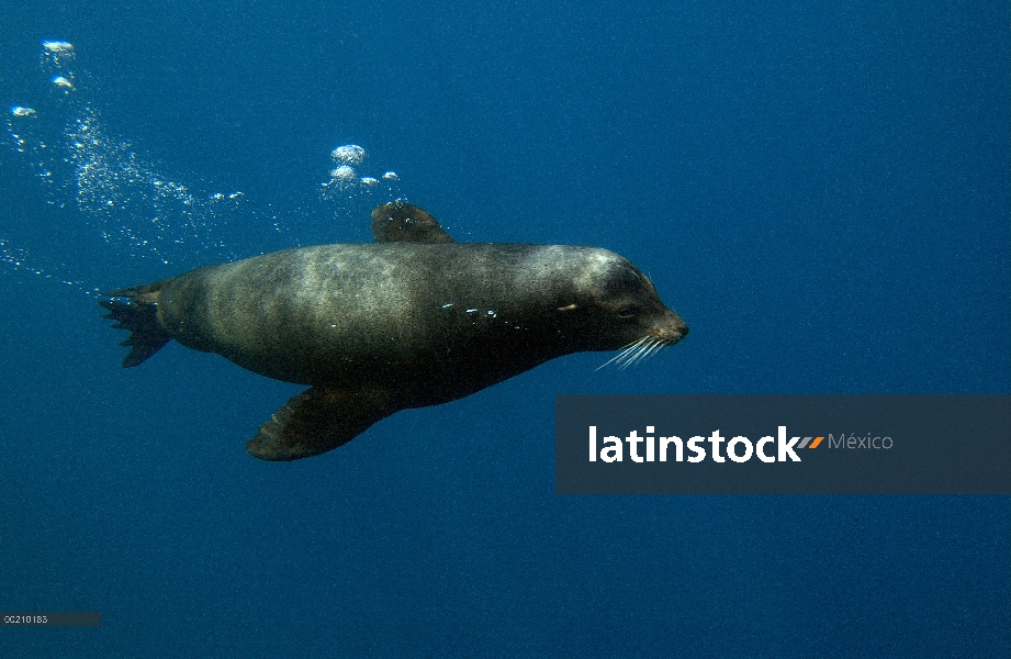 León marino de Galápagos (Zalophus wollebaeki) con burbuja bajo el agua, camino Bahía Gardner, isla 
