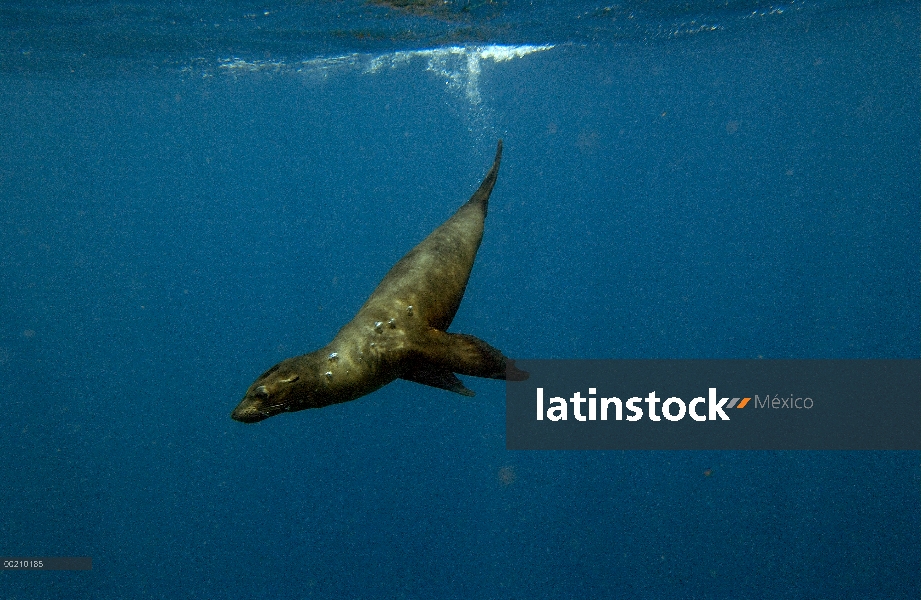 León marino de Galápagos (Zalophus wollebaeki) nadar bajo el agua, Bahía Gardner, isla española, Gal