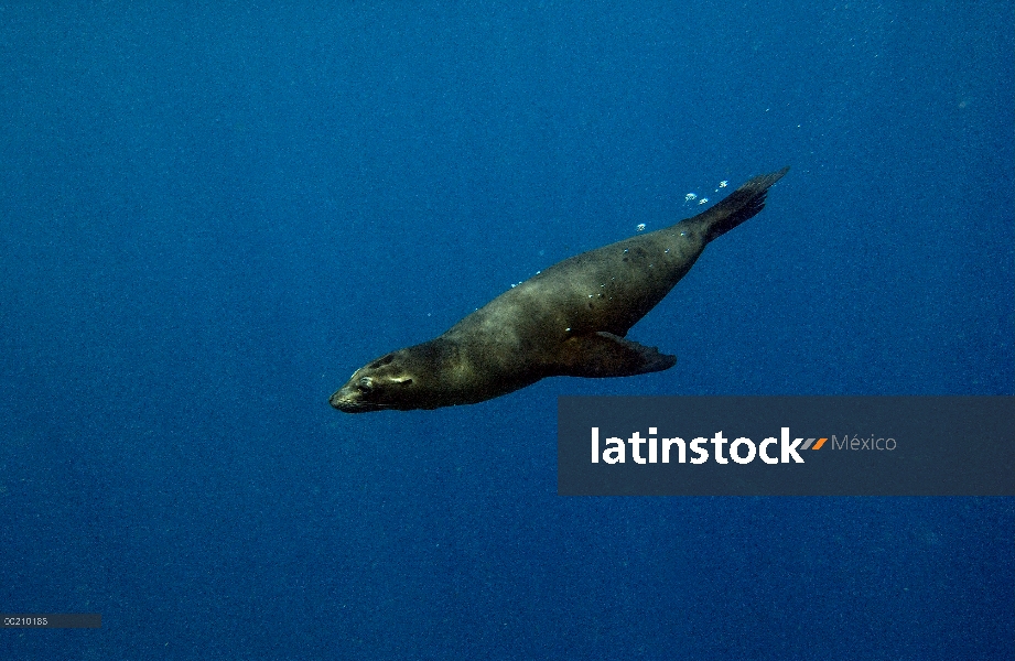 León marino de Galápagos (Zalophus wollebaeki) nadar bajo el agua, Bahía Gardner, isla española, Gal