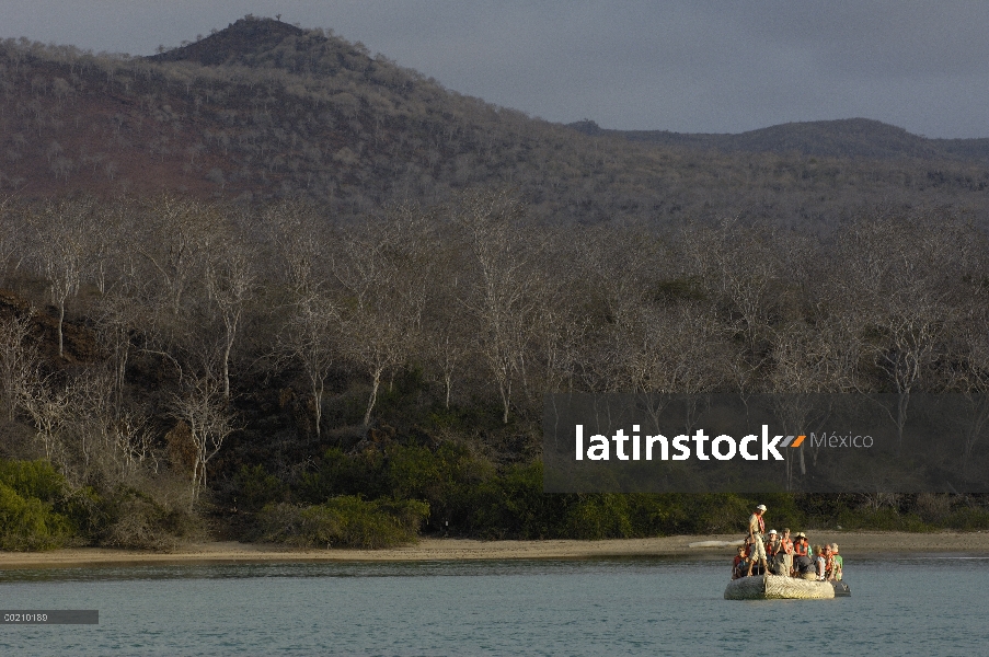 Árbol de Palo Santo (Bursera graveolens) anillado bahía con turistas, Isla Floreana, Galápagos, Ecua