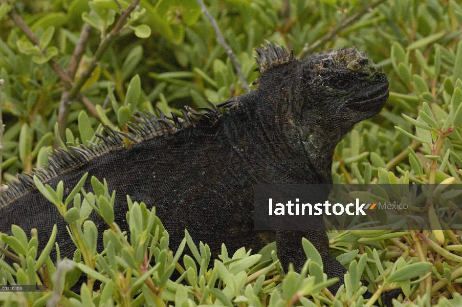 Iguana marina (Amblyrhynchus cristatus) en la vegetación, vulnerable, Puerta Ayora, isla de Santa Cr