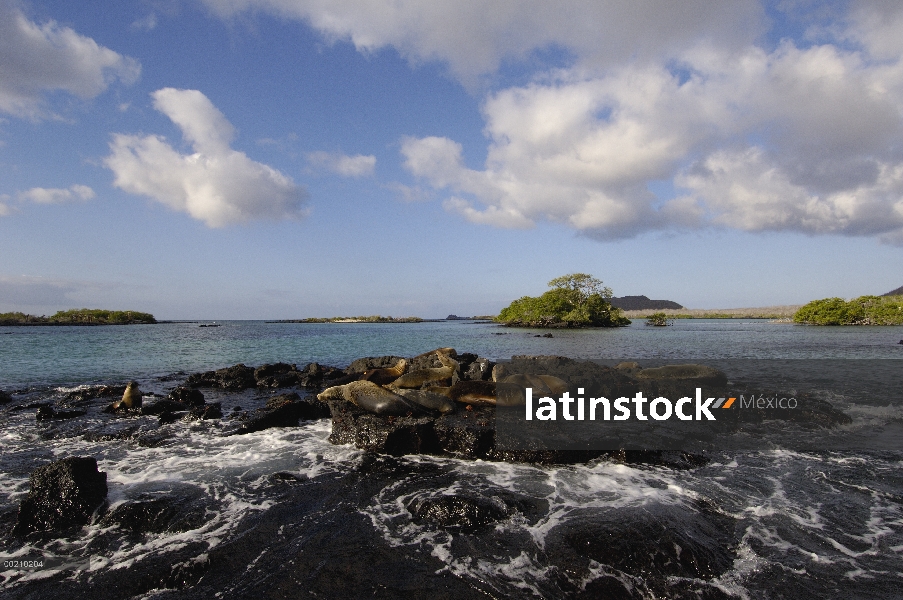 León marino de Galápagos (Zalophus wollebaeki) grupo de descanso en el litoral, Isla Floreana, Galáp