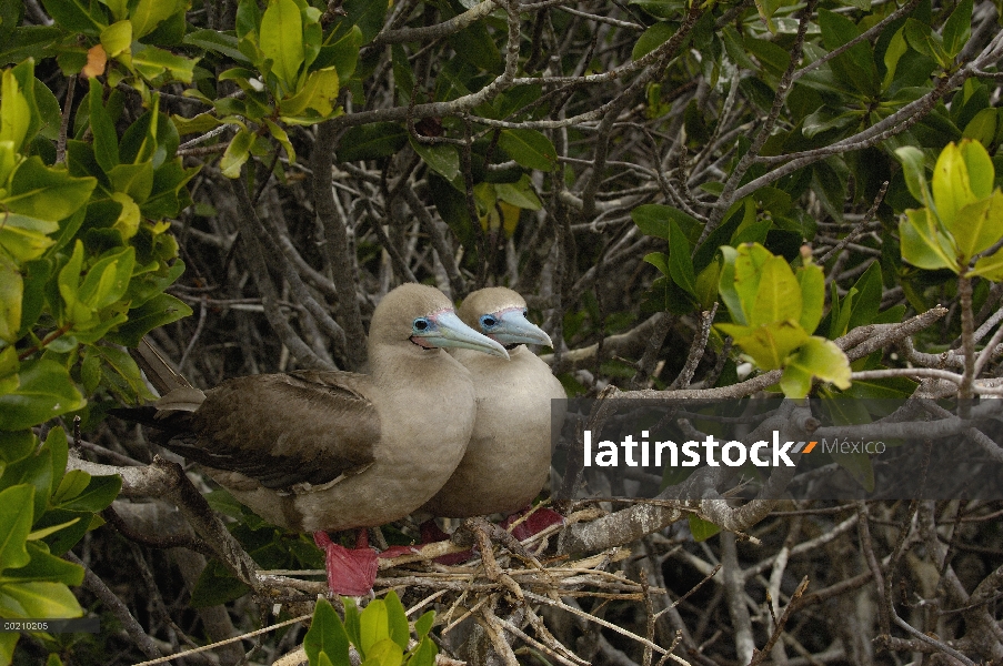 Patas par de piquero (Sula sula) sentado en el nido en los manglares, Isla Genovesa, Galapagos Islan