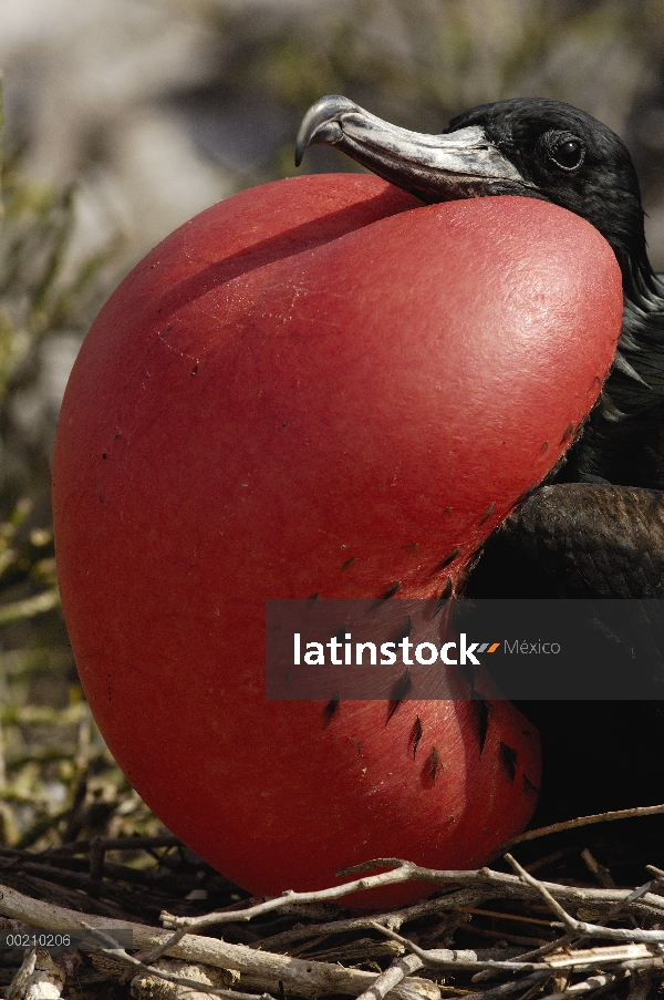 Gran Frigatebird (Fregata minor) hombre con bolsa gular extendido, Islas Galápagos, Ecuador