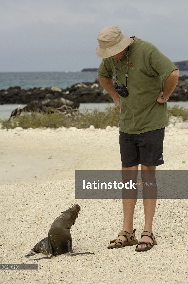 Cachorro de León marino de Galápagos (Zalophus wollebaeki) interactuando con un turista, Bahía Gardn