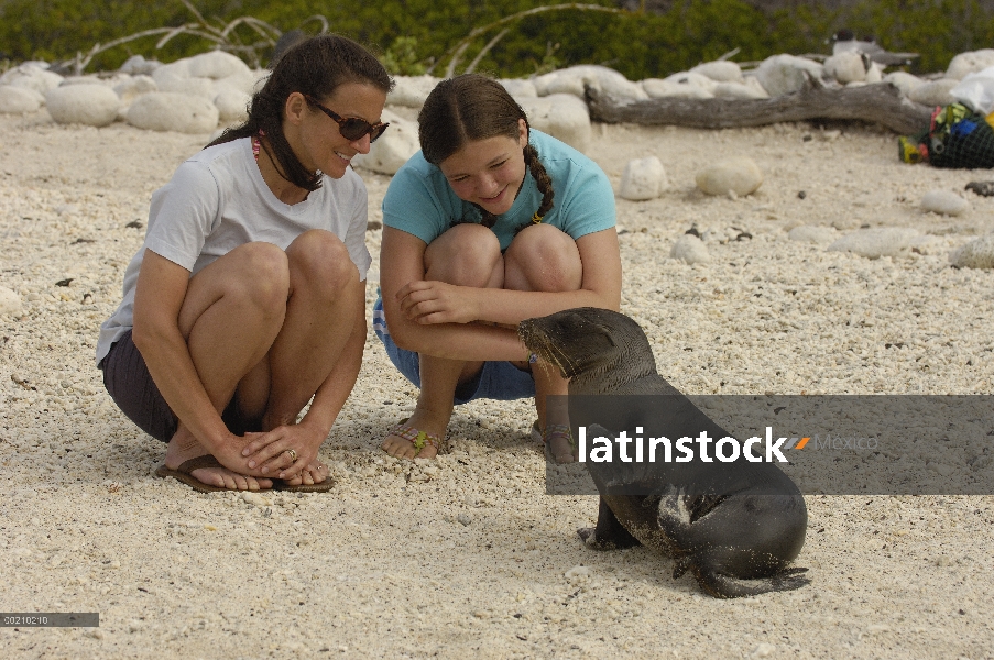 Cachorro de León marino de Galápagos (Zalophus wollebaeki) interactuando con los turistas, Bahía Gar