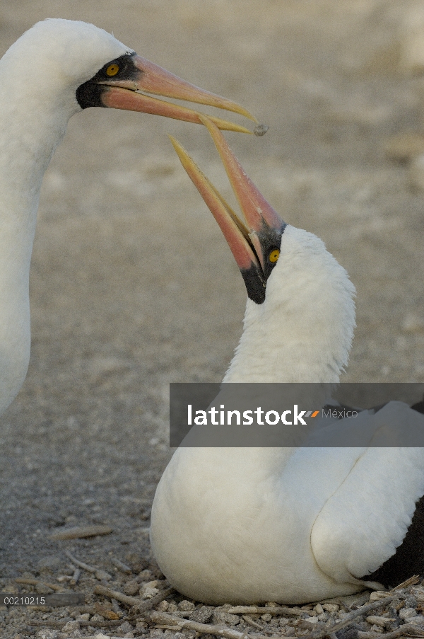 Par de Nazca Booby (Sula granti) cortejar, Isla Genovesa, Galápagos, Ecuador