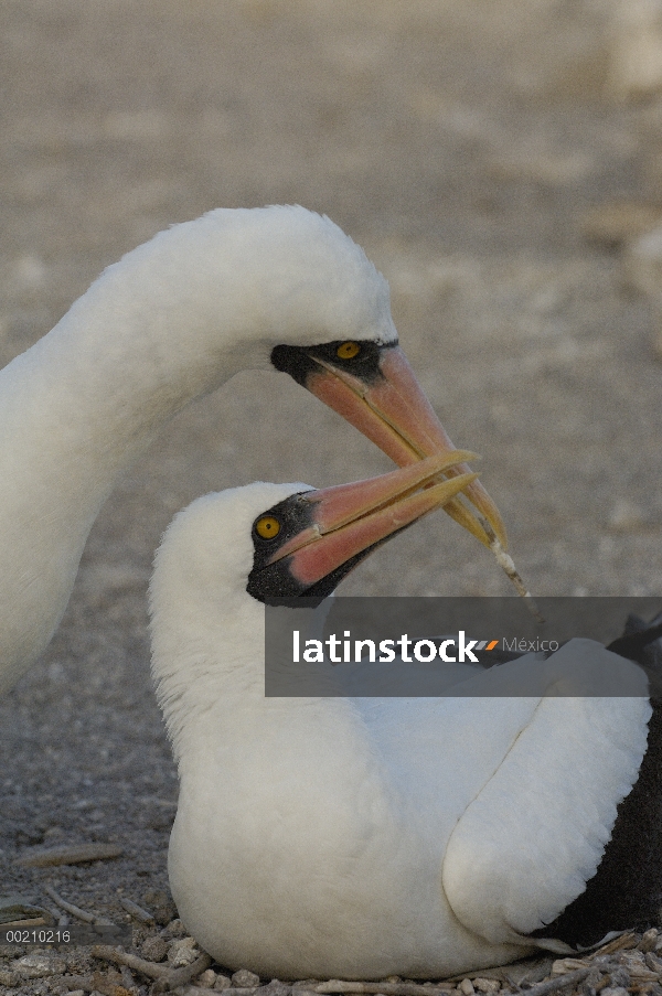 Par de Nazca Booby (Sula granti) cortejar, Isla Genovesa, Galápagos, Ecuador