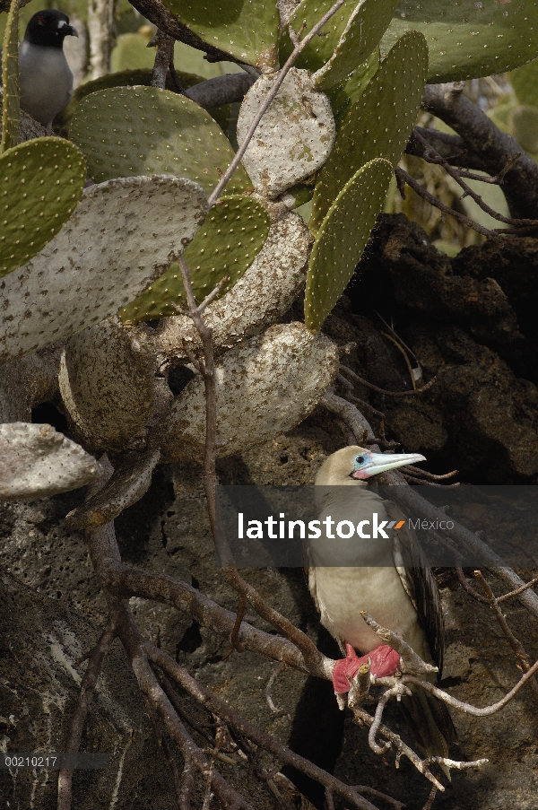 Piquero de patas rojas (Sula sula) percha de raíces debajo de Opuntia (Opuntia sp) cactus, Isla Geno