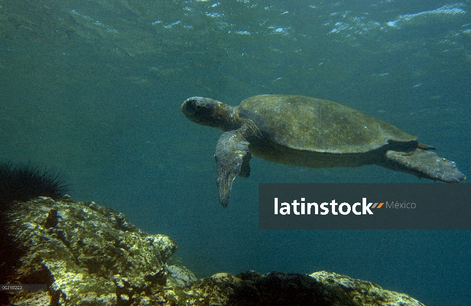 Pacífico Mar tortuga verde (Chelonia mydas agassizi) natación en Arrecife, isla de Fernandina, en pe