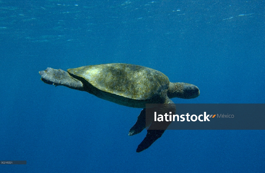 Pacífico Mar la tortuga verde (Chelonia mydas agassizi) nadar fuera de la Isla Fernandina, en peligr