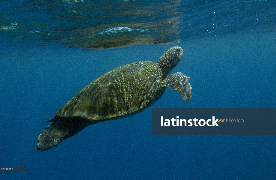 Pacífico Mar la tortuga verde (Chelonia mydas agassizi) nadar fuera de la Isla Fernandina, en peligr