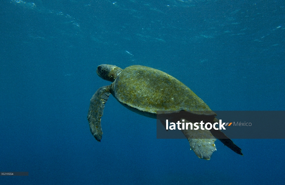 Pacífico Mar la tortuga verde (Chelonia mydas agassizi) nadando cerca de la Isla Fernandina, en peli