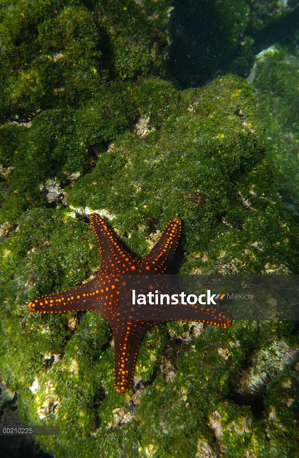 Mar de Cortez (Pentaceraster cumingi) en Arrecife cubierto de algas de la Isla Fernandina, Islas Gal