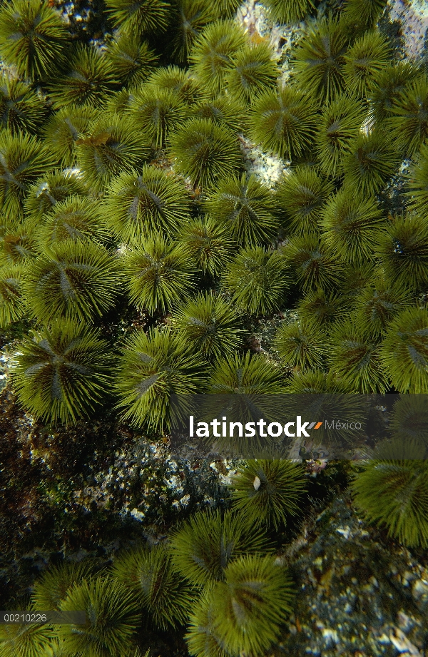 Erizo de mar de Galápagos verde (Lytechinus semituberculatus) masa de la Isla Fernandina, Islas Galá