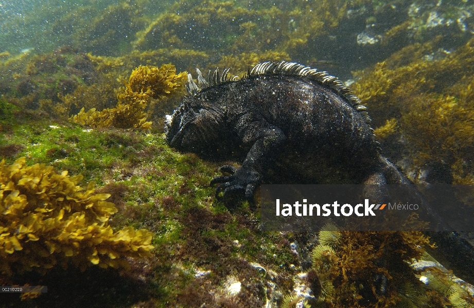 Iguana marina (Amblyrhynchus cristatus) alimentándose de algas marinas, vulnerables, Isla Fernandina