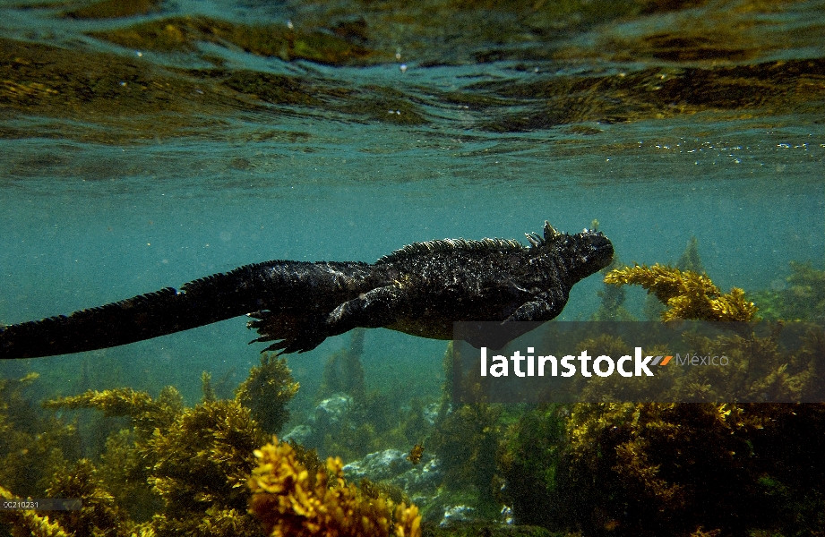 Iguana marina (Amblyrhynchus cristatus) nadando entre algas, vulnerables, Isla Fernandina, Islas Gal