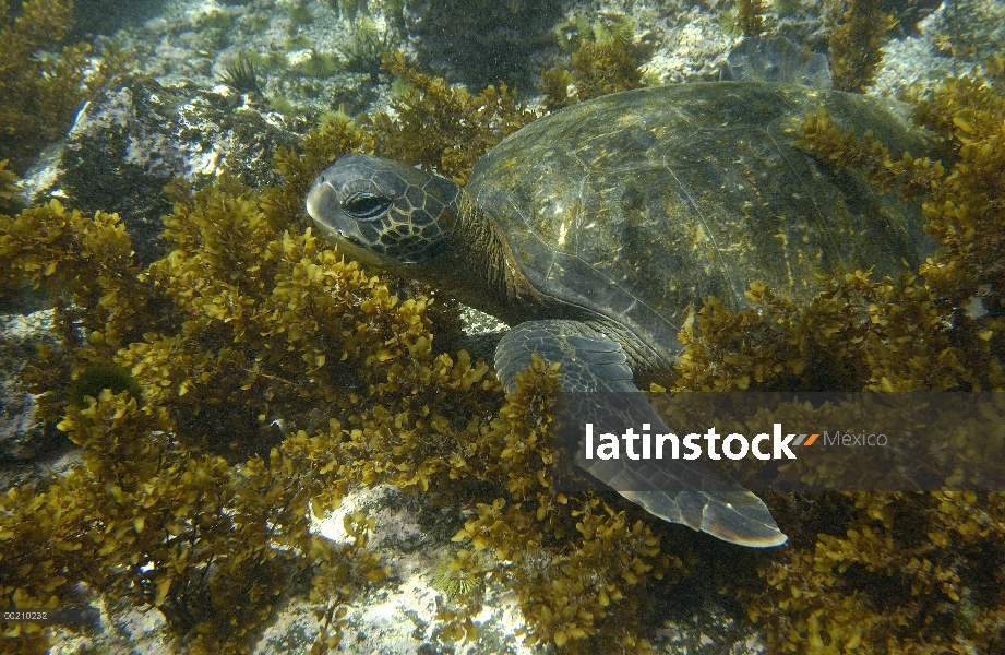 Pacífico Mar la tortuga verde (Chelonia mydas agassizi) en medio de algas marinas de isla de Fernand
