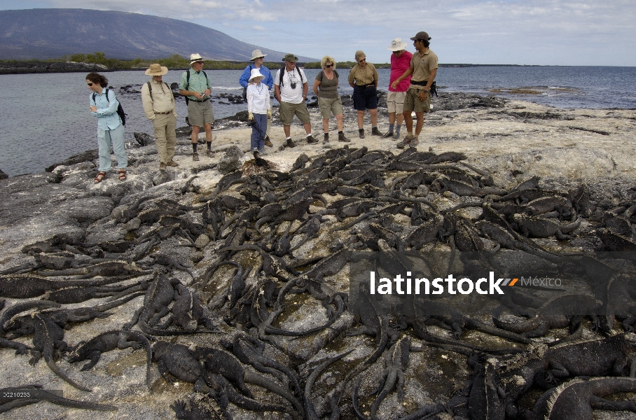 Iguana marina (Amblyrhynchus cristatus) con turistas, vulnerables, Isla Fernandina, Islas Galápagos,