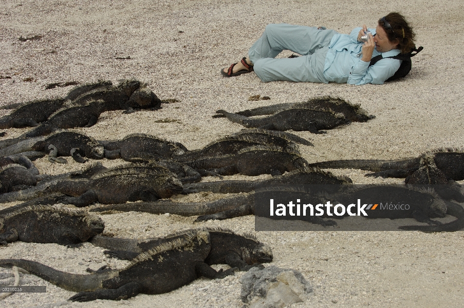 Iguana marina (Amblyrhynchus cristatus) con turista, vulnerable, Isla Fernandina, Islas Galápagos, E