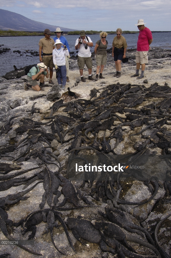 Iguana marina (Amblyrhynchus cristatus) con turistas, vulnerables, Isla Fernandina, Islas Galápagos,