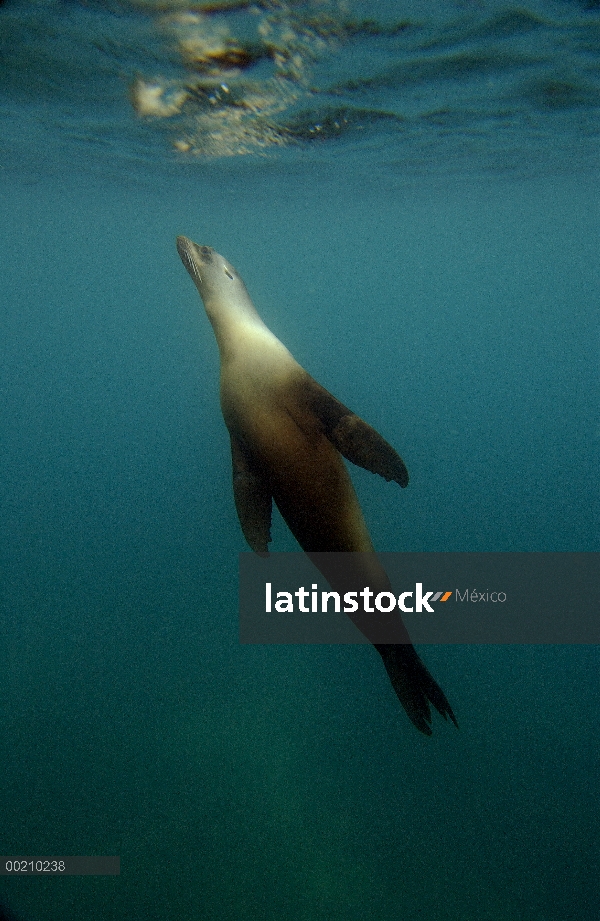 León marino de Galápagos (Zalophus wollebaeki) submarino de la isla Santiago, Galápagos, Ecuador