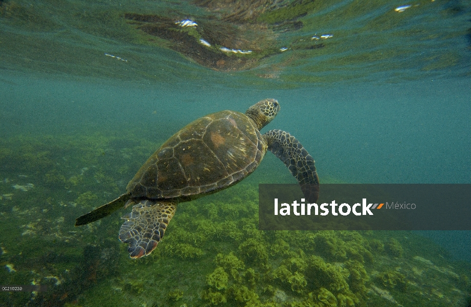 Pacífico Mar la tortuga verde (Chelonia mydas agassizi) nadando sobre arrecife cubierto de algas fue