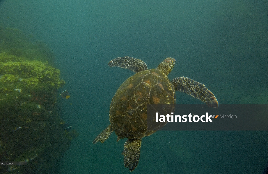 Pacífico Mar la tortuga verde (Chelonia mydas agassizi) nadando sobre arrecife cubierto de algas fue
