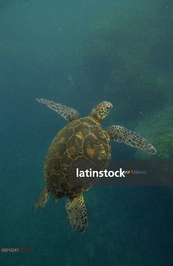 Pacífico Mar la tortuga verde (Chelonia mydas agassizi) nadando sobre el arrecife de isla de Santiag
