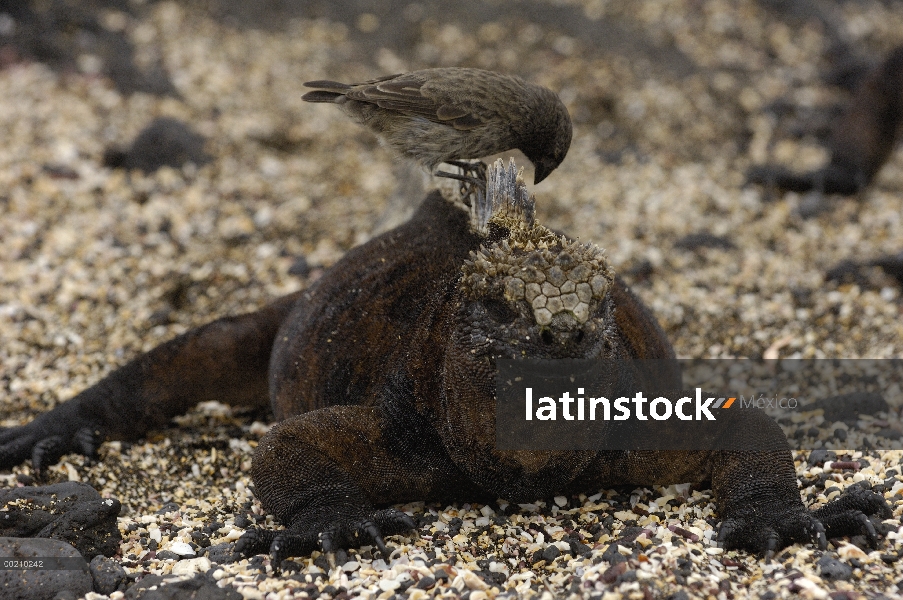 Iguana marina (Amblyrhynchus cristatus) siendo limpiado por Pinzón de Darwin, vulnerable, Isla Santi