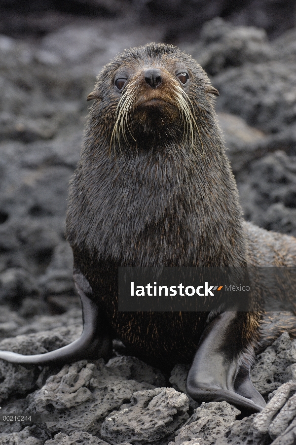 Cachorro de lobo marino de Galápagos (Arctocephalus galapagoensis), retrato, Isla Santiago, Galápago