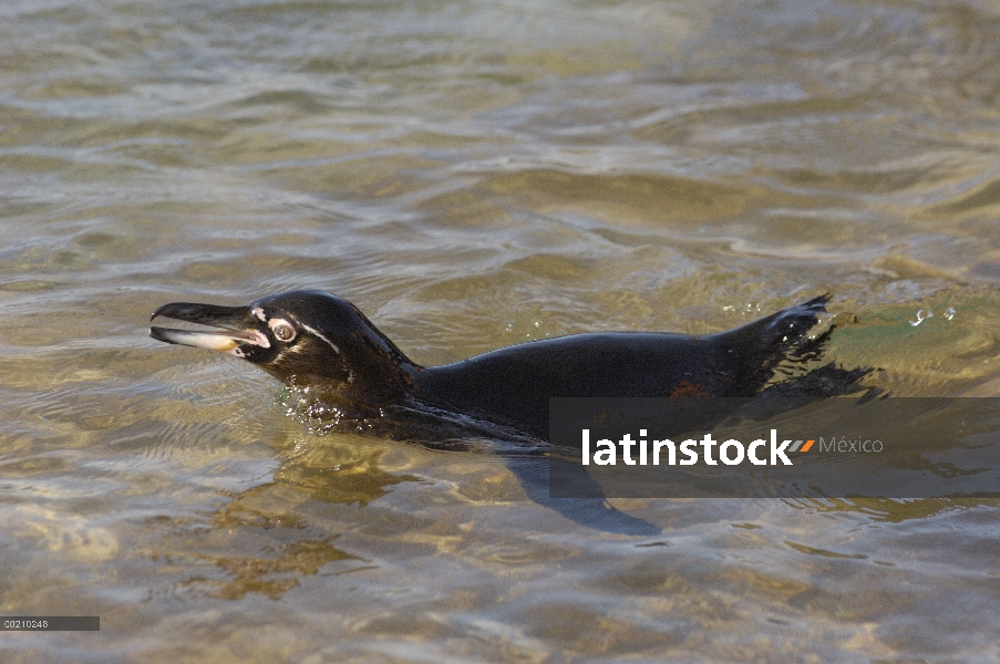 Pingüino de Galápagos (Spheniscus mendiculus) nadar en aguas poco profundas, Isla Bartolomé, Galápag