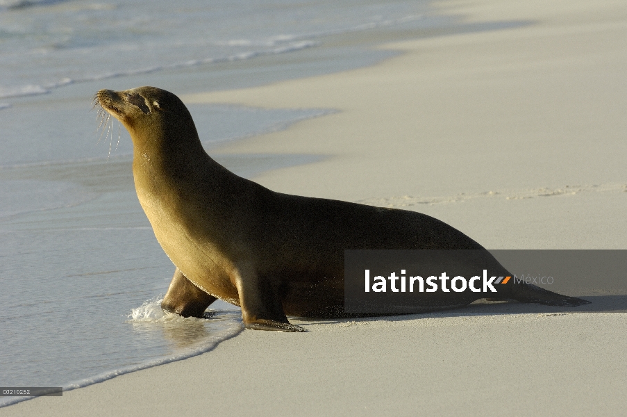 León marino de Galápagos (Zalophus wollebaeki) en el litoral, vulnerables, Bahía Gardner, Isla Espan