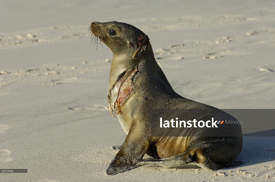 León marino de Galápagos (Zalophus wollebaeki) con grave herida probablemente de un tiburón, vulnera