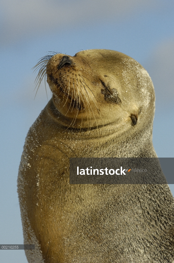 León marino de Galápagos (Zalophus wollebaeki) descanso, vulnerables, Bahía Gardner, isla española, 