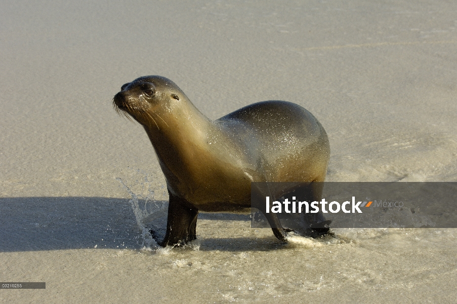 Hembra de León marino de Galápagos (Zalophus wollebaeki) en el litoral, Bahía Gardner, Isla Espanola