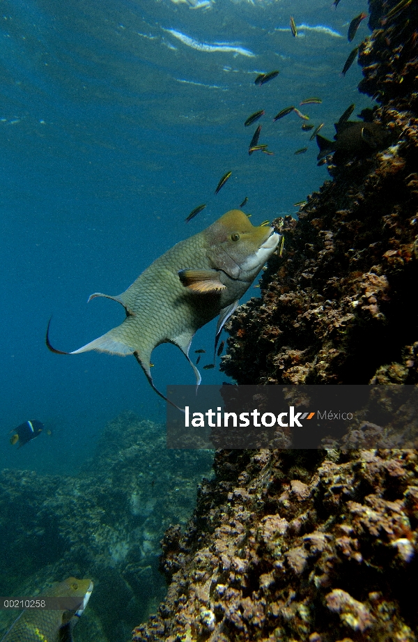 Hogfish Streamer (Bodianus diplotaenia) alimentándose en los arrecifes de coral pared, Isla Espanola