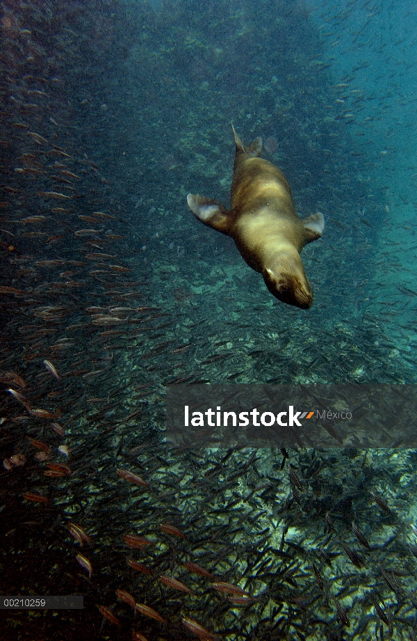 León marino de Galápagos (Zalophus wollebaeki) nadando en peces, vulnerables, Bahía Gardner, Isla Es