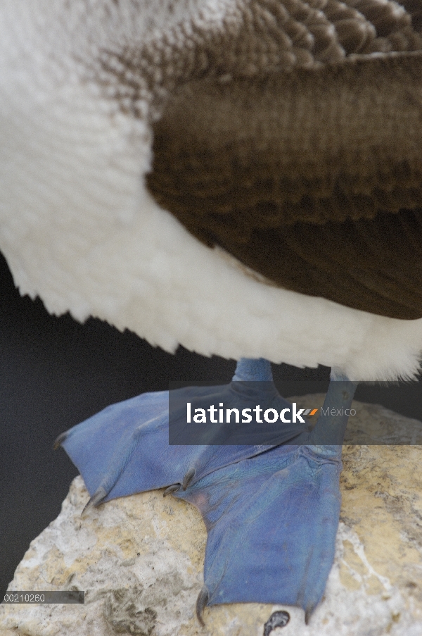 Azul-footed Booby (Sula nebouxii) mostrando primeros planos tocayo coloridos pies, Isla Seymour Nort