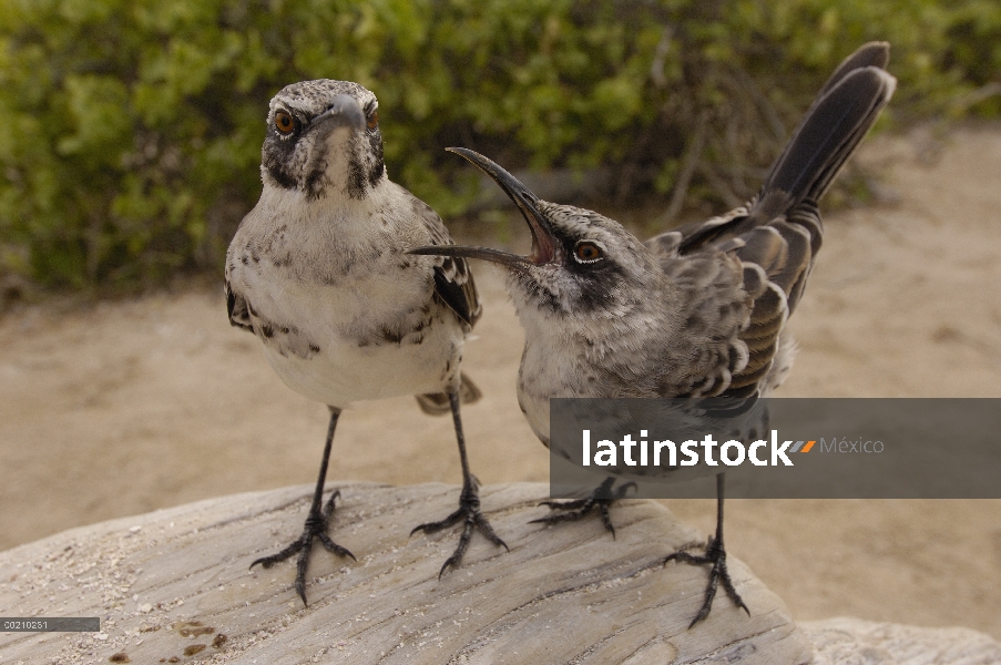 Campana pareja de ruiseñor (Nesomimus macdonaldi) argumentando, vulnerables, isla española, Galápago