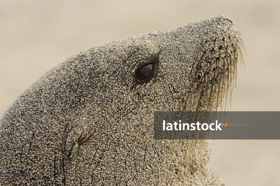 León marino de Galápagos (Zalophus wollebaeki) femenino cubierto de arena, vulnerable, Bahía Gardner