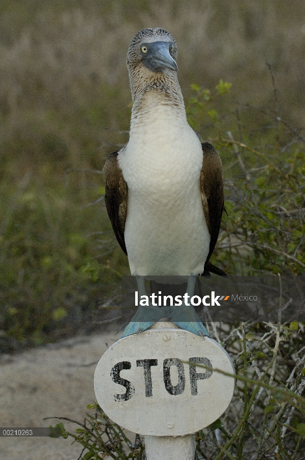 Piquero de patas azules (Sula nebouxii) en una señal de stop, Islas Galapagos, Ecuador