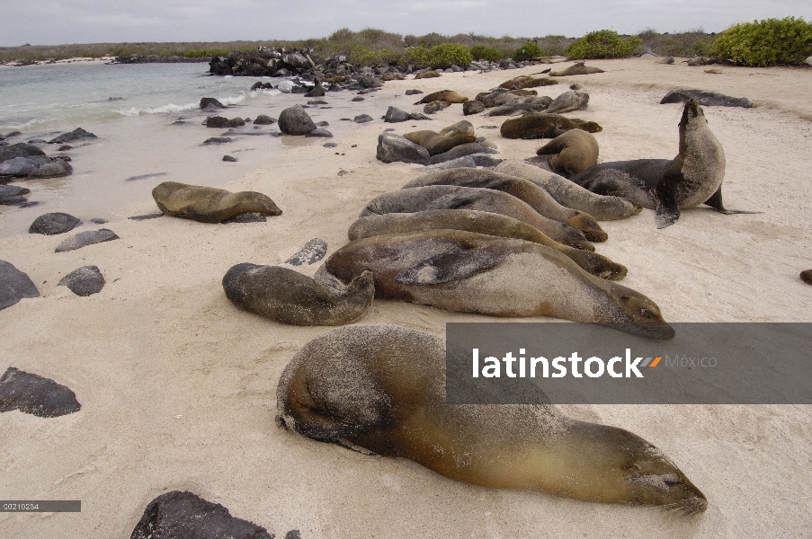 León marino de Galápagos (Zalophus wollebaeki) sacados en la playa a lo largo de la bahía de Gardner