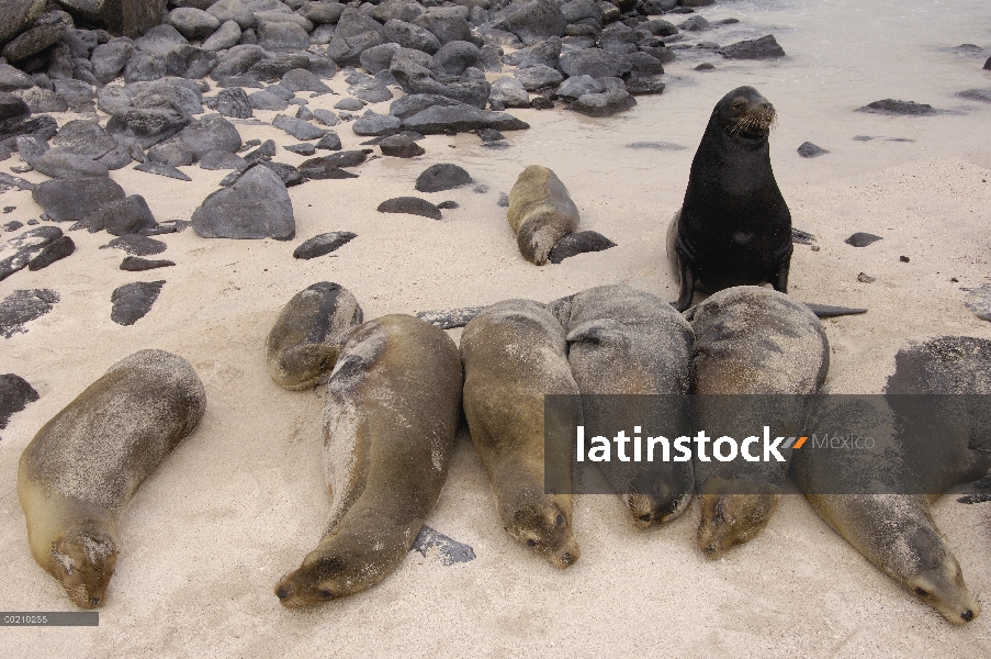 León marino de Galápagos (Zalophus wollebaeki) sacados en la playa a lo largo de la bahía de Gardner