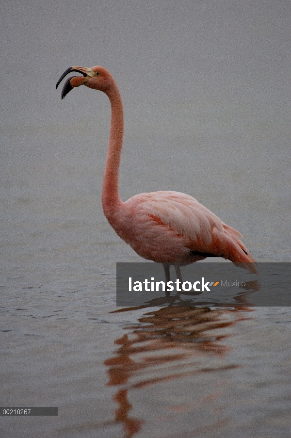 Flamenco (Phoenicopterus ruber) en aguas poco profundas, Isla Floreana, Galápagos, Ecuador