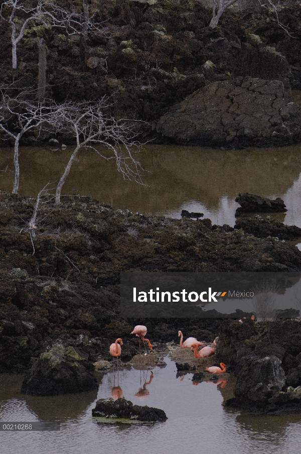 Mayor grupo de flamenco (Phoenicopterus ruber) de alimentación en aguas poco profundas en medio de l