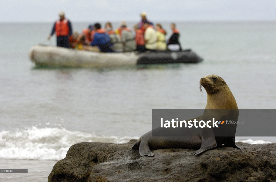 León marino de Galápagos (Zalophus wollebaeki) tomando el sol con los turistas en fondo, vulnerable,