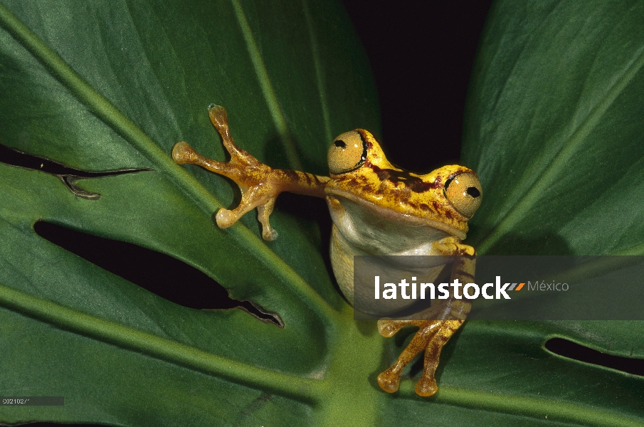 Chachi la rana (Hyla picturata), la reserva Cotacachi-Cayapas, Ecuador