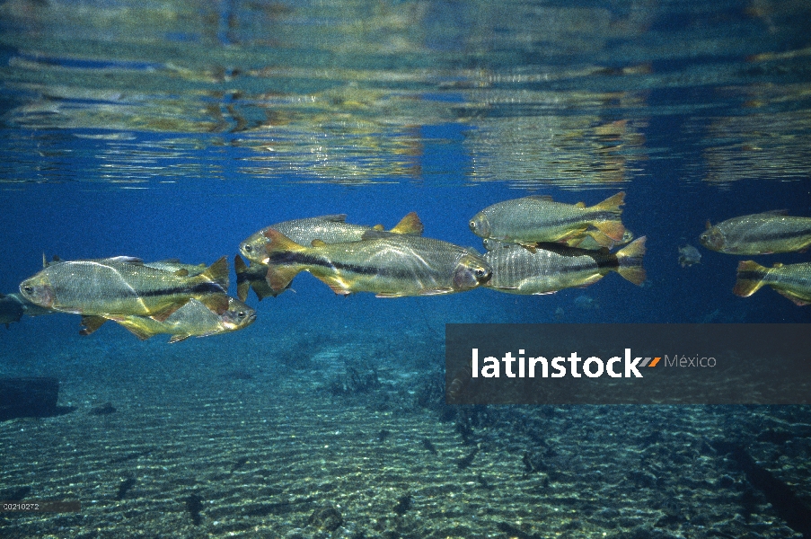 Grupo Piraputanga (Brycon hilarii), Río de la Plata, Bonito, Brasil